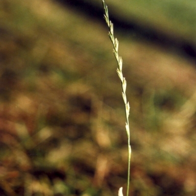 Lolium perenne (Perennial Ryegrass) at Lake Tuggeranong - 8 Mar 2007 by MichaelBedingfield