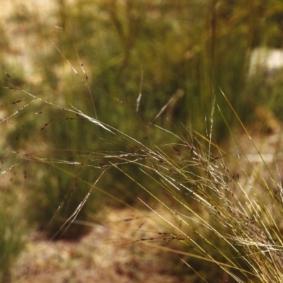 Nassella trichotoma (Serrated Tussock) at Bonython, ACT - 16 Nov 2006 by MichaelBedingfield