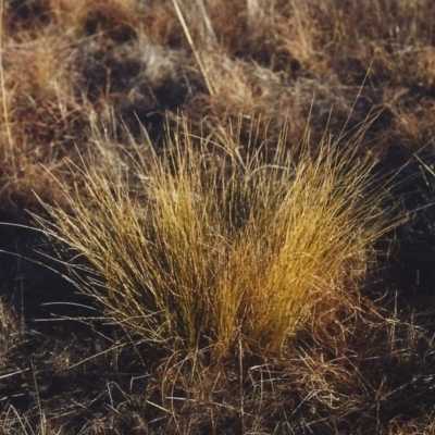 Nassella trichotoma (Serrated Tussock) at Bonython, ACT - 27 May 2006 by MichaelBedingfield