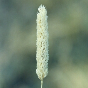 Phalaris aquatica at Tharwa, ACT - 7 Jan 2006 12:00 AM