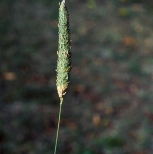 Phalaris aquatica at Greenway, ACT - 31 May 2007