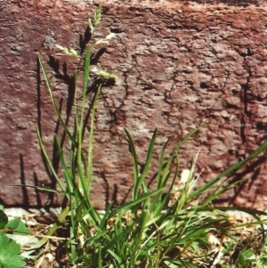 Poa annua at Conder, ACT - 12 Nov 2010