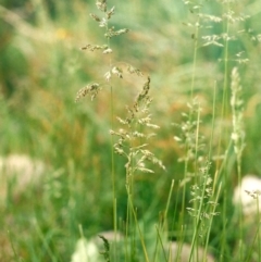 Poa pratensis (Kentucky Bluegrass) at Conder, ACT - 30 Oct 2009 by michaelb