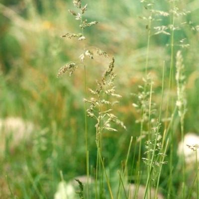 Poa pratensis (Kentucky Bluegrass) at Conder, ACT - 31 Oct 2009 by MichaelBedingfield