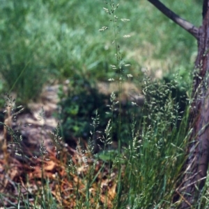 Poa pratensis at Conder, ACT - 10 Nov 2007