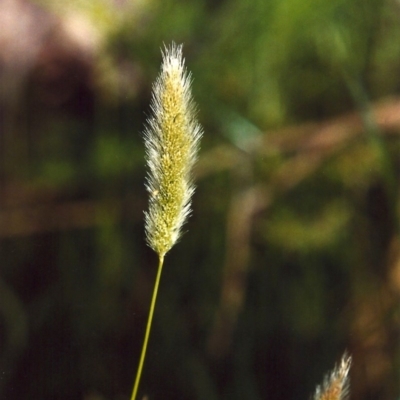 Polypogon monspeliensis (Annual Beard Grass) at Greenway, ACT - 7 Feb 2007 by MichaelBedingfield