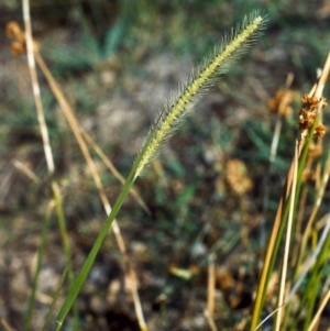 Setaria parviflora at Greenway, ACT - 16 Jan 2007