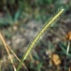 Setaria parviflora at Greenway, ACT - 16 Jan 2007