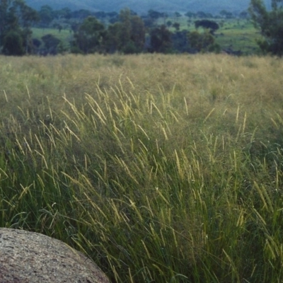Setaria parviflora (Slender Pigeon Grass) at Greenway, ACT - 18 Mar 2007 by MichaelBedingfield