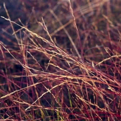 Tripogonella loliiformis (Five Minute Grass, Rye Beetle-Grass) at Tuggeranong Hill - 14 Mar 2001 by michaelb