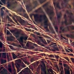 Tripogonella loliiformis at Conder, ACT - 15 Mar 2001