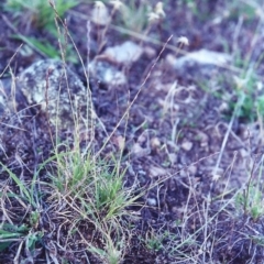 Tripogonella loliiformis (Five Minute Grass, Rye Beetle-Grass) at Theodore, ACT - 18 Feb 2001 by MichaelBedingfield