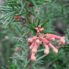 Grevillea juniperina (Grevillea) at Pine Island to Point Hut - 17 Aug 2015 by galah681