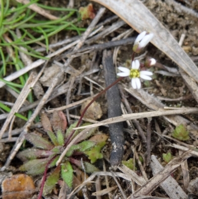 Erophila verna (Whitlow Grass) at Pine Island to Point Hut - 17 Aug 2015 by galah681
