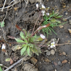 Erophila verna at Greenway, ACT - 17 Aug 2015