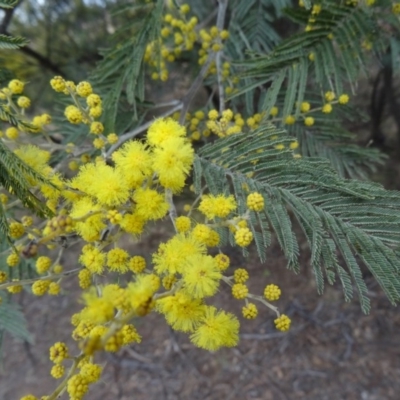 Acacia dealbata (Silver Wattle) at Pine Island to Point Hut - 17 Aug 2015 by galah681