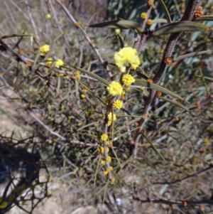 Acacia siculiformis at Molonglo Valley, ACT - 20 Aug 2015