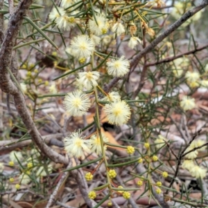 Acacia genistifolia at Yarrow, NSW - 28 Aug 2015