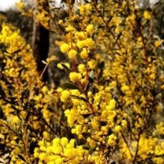 Acacia buxifolia subsp. buxifolia (Box-leaf Wattle) at Yarrow, NSW - 27 Aug 2015 by EmmaCook