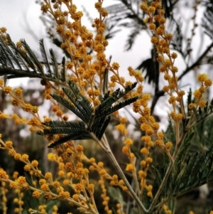 Acacia dealbata at Yarrow, NSW - 28 Aug 2015