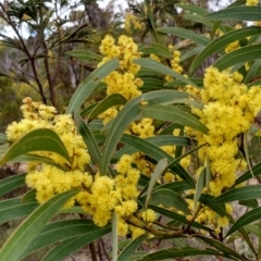 Acacia rubida (Red-stemmed Wattle, Red-leaved Wattle) at Googong Foreshore - 27 Aug 2015 by EmmaCook