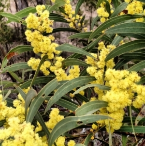 Acacia rubida at Yarrow, NSW - 28 Aug 2015