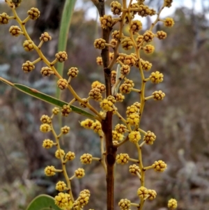 Acacia rubida at Yarrow, NSW - 28 Aug 2015 12:00 AM