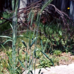 Triticum aestivum at Conder, ACT - 15 Nov 2005