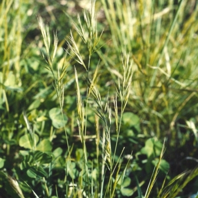 Vulpia bromoides (Squirrel-tail Fescue, Hair Grass) at Conder, ACT - 18 Oct 2007 by MichaelBedingfield