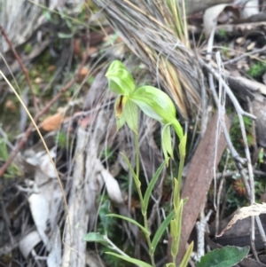 Bunochilus umbrinus (ACT) = Pterostylis umbrina (NSW) at suppressed - suppressed