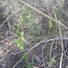 Bunochilus umbrinus (ACT) = Pterostylis umbrina (NSW) (Broad-sepaled Leafy Greenhood) by AaronClausen