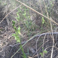 Bunochilus umbrinus (Broad-sepaled Leafy Greenhood) at Canberra Central, ACT - 30 Aug 2015 by AaronClausen