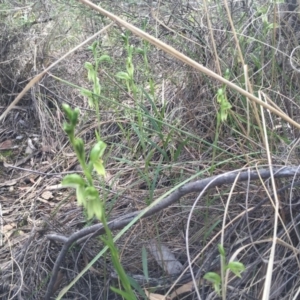 Bunochilus umbrinus at suppressed - 30 Aug 2015