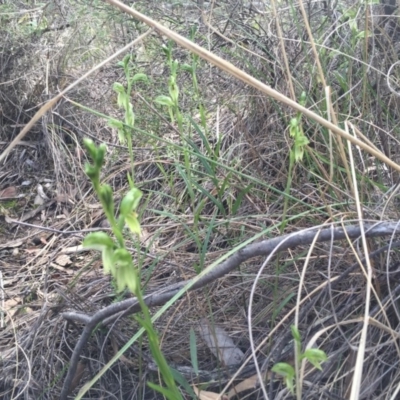 Bunochilus umbrinus (ACT) = Pterostylis umbrina (NSW) (Broad-sepaled Leafy Greenhood) by AaronClausen