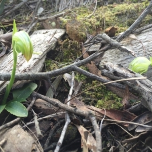 Pterostylis nutans at Canberra Central, ACT - 30 Aug 2015