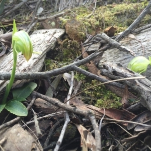 Pterostylis nutans at Canberra Central, ACT - suppressed