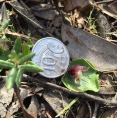 Corysanthes incurva (Slaty Helmet Orchid) at Canberra Central, ACT - 30 Aug 2015 by AaronClausen