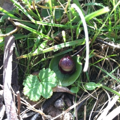 Corysanthes incurva (Slaty Helmet Orchid) at Canberra Central, ACT - 30 Aug 2015 by AaronClausen