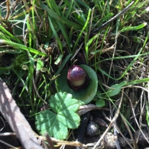 Corysanthes incurva at suppressed - suppressed