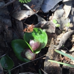 Corysanthes incurva (Slaty Helmet Orchid) at Canberra Central, ACT by AaronClausen