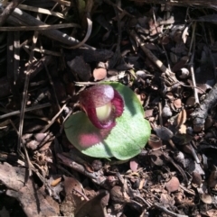 Corysanthes incurva (Slaty Helmet Orchid) at Canberra Central, ACT - 30 Aug 2015 by AaronClausen