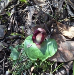 Corysanthes incurva (Slaty Helmet Orchid) by AaronClausen
