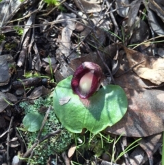 Corysanthes incurva (Slaty Helmet Orchid) at Canberra Central, ACT by AaronClausen