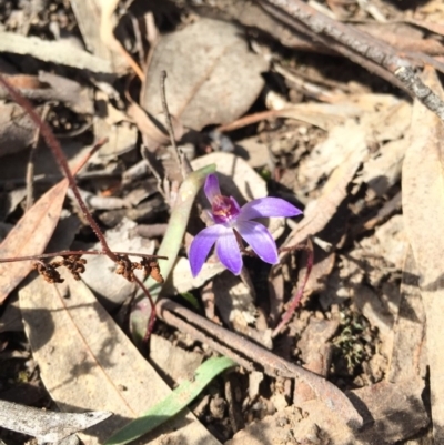 Cyanicula caerulea (Blue Fingers, Blue Fairies) at Canberra Central, ACT - 30 Aug 2015 by AaronClausen