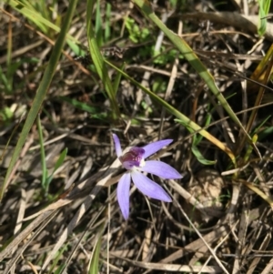 Cyanicula caerulea at Canberra Central, ACT - 30 Aug 2015