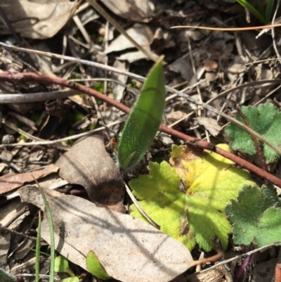 Caladenia atrovespa (Green-comb Spider Orchid) at Canberra Central, ACT - 30 Aug 2015 by AaronClausen