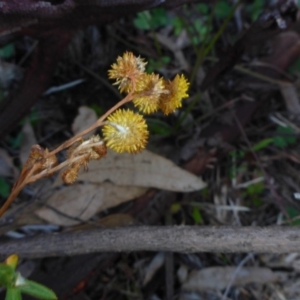 Chrysocephalum apiculatum at Bruce, ACT - 1 Jan 2001