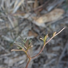 Clematis leptophylla (Small-leaf Clematis, Old Man's Beard) at Bruce, ACT - 1 Jan 2001 by JanetRussell