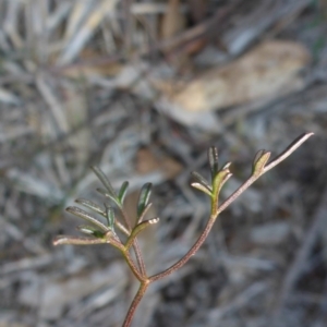 Clematis leptophylla at Bruce, ACT - 1 Jan 2001