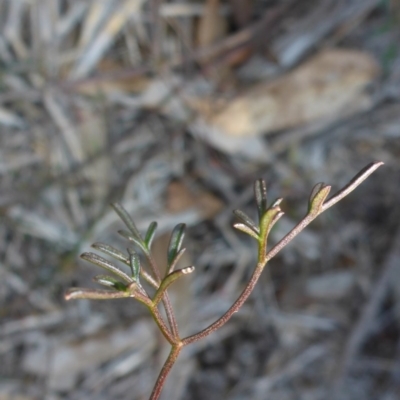 Clematis leptophylla (Small-leaf Clematis, Old Man's Beard) at Bruce, ACT - 31 Dec 2000 by JanetRussell